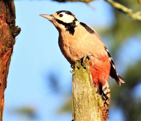 devon birds latest sightings|exeter bird sightings today.